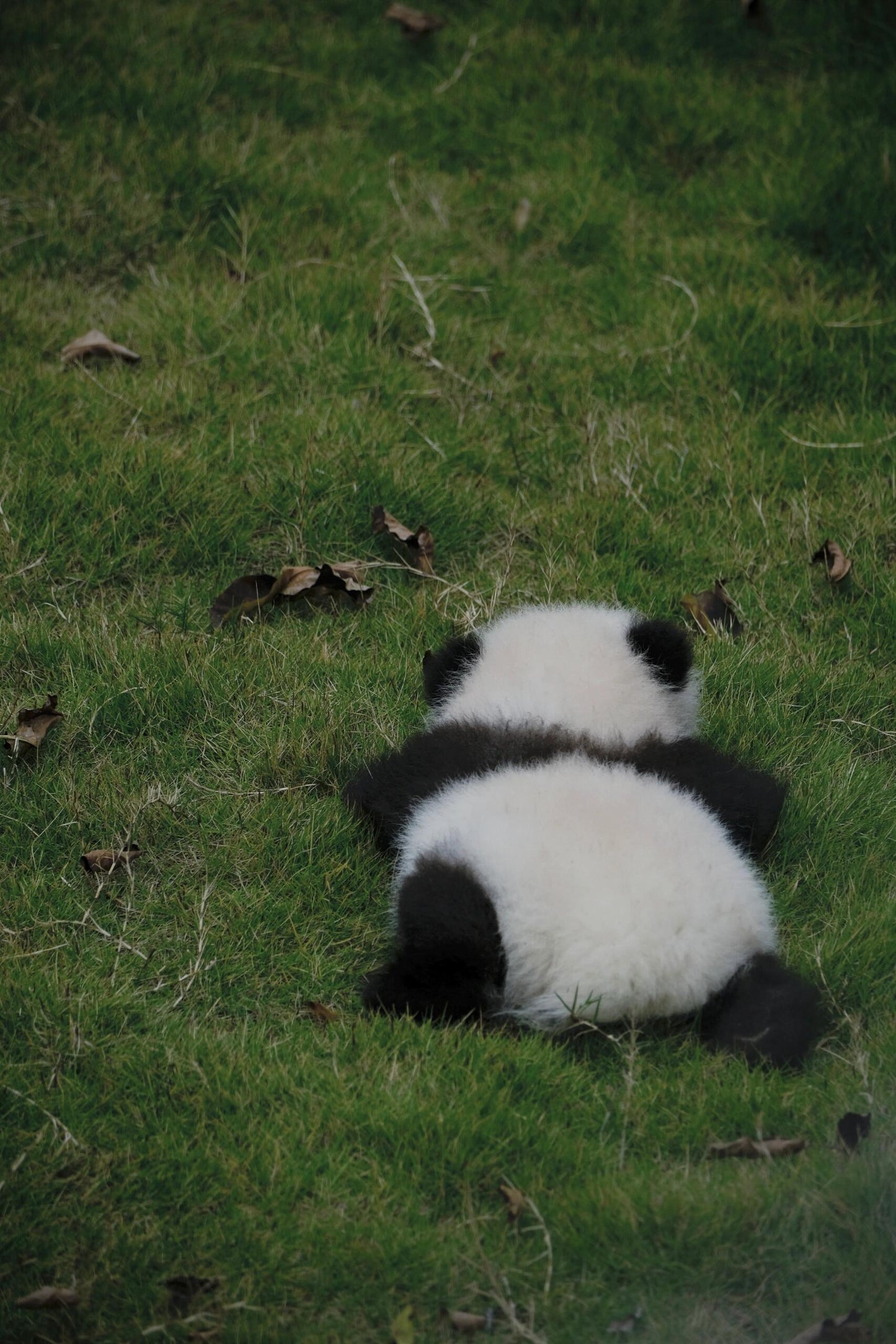 Chengdu+Qingcheng Mountain+Dujiangyan + Sanxingdui Museum 3 Days 2 Nights Private Tour