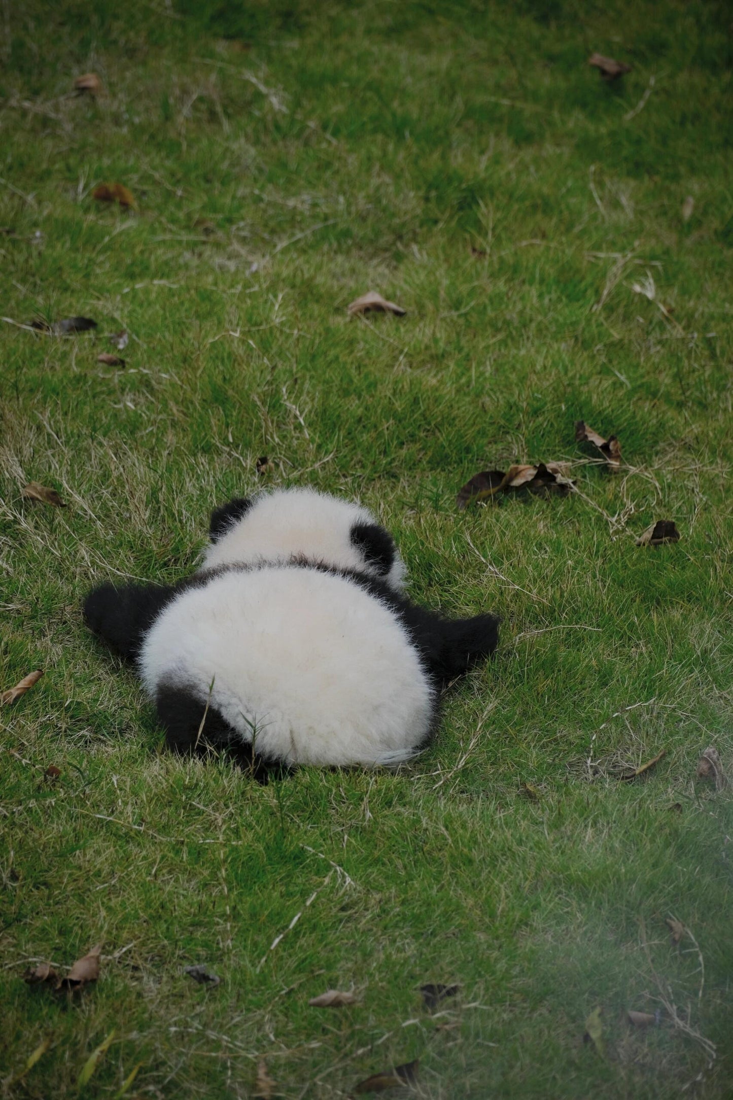Chengdu+Qingcheng Mountain+Dujiangyan + Sanxingdui Museum 3 Days 2 Nights Private Tour