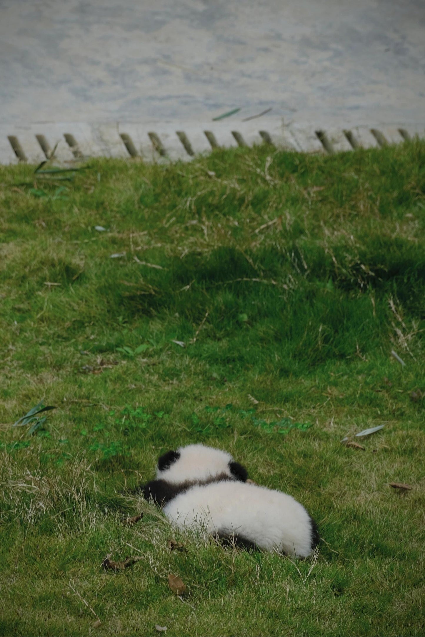 Chengdu+Qingcheng Mountain+Dujiangyan + Sanxingdui Museum 3 Days 2 Nights Private Tour