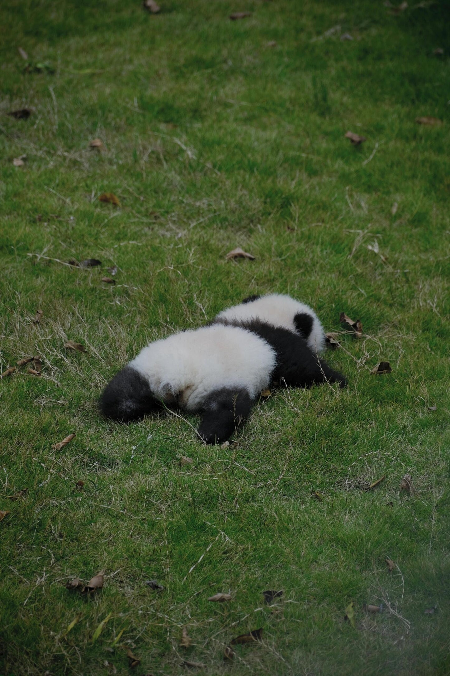 Chengdu+Qingcheng Mountain+Dujiangyan + Sanxingdui Museum 3 Days 2 Nights Private Tour