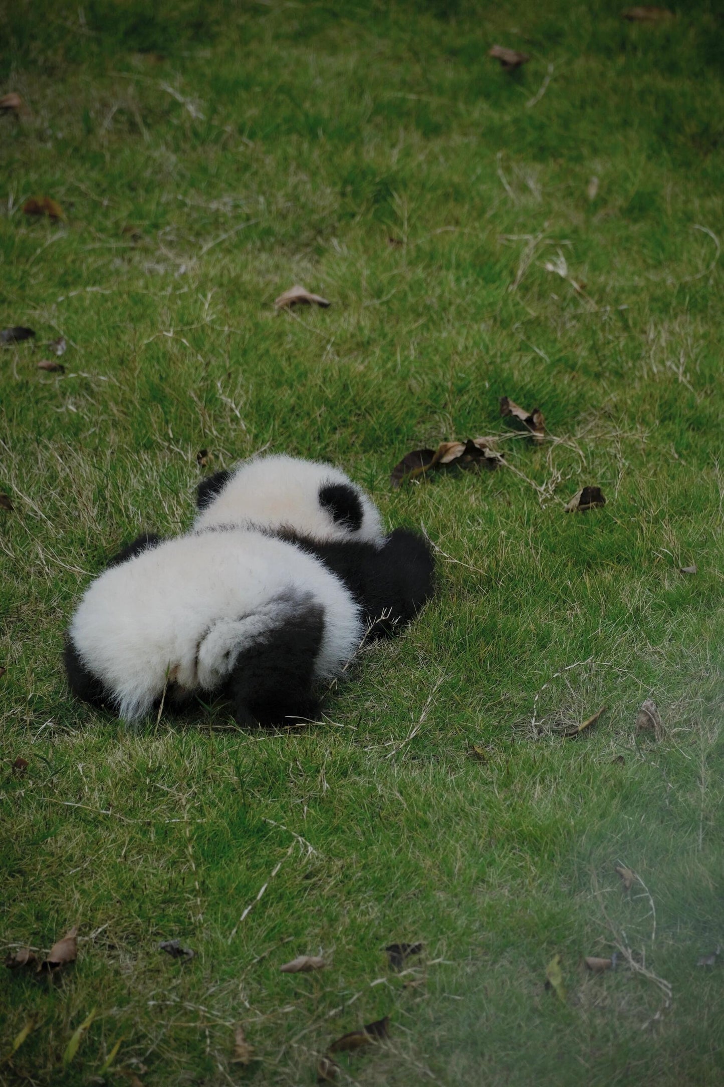 Chengdu+Qingcheng Mountain+Dujiangyan + Sanxingdui Museum 3 Days 2 Nights Private Tour