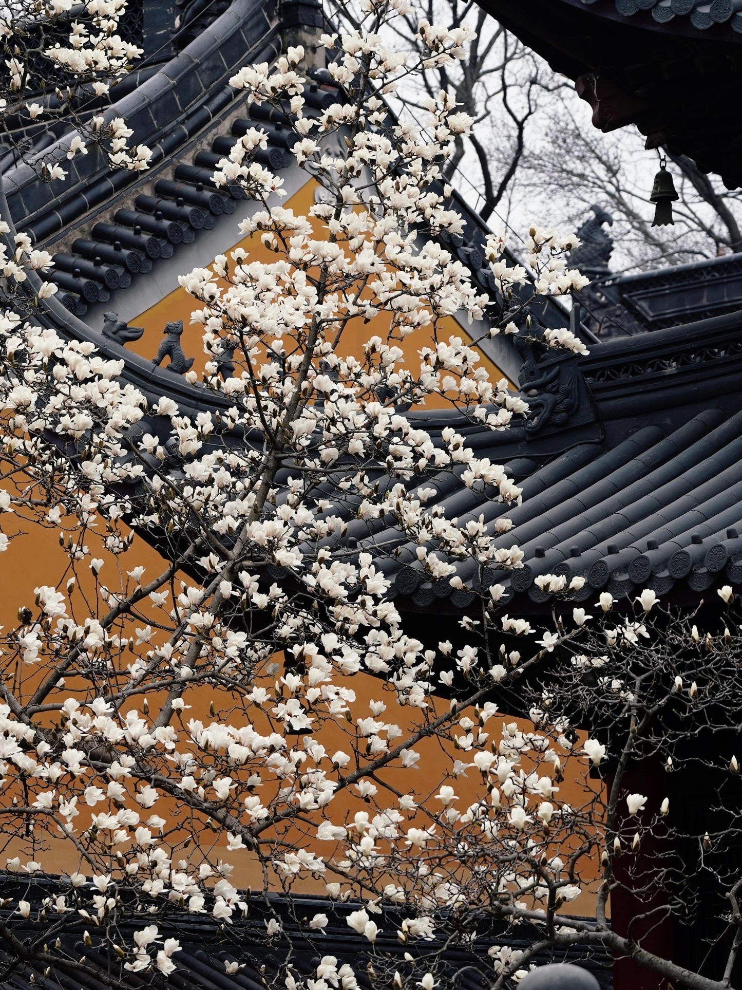 Nanjing+Yangzhou+Wuxi+Suzhou+Hangzhou+Wuzhen+Shanghai – 5 Days 4 Nights Group Tour 🧳