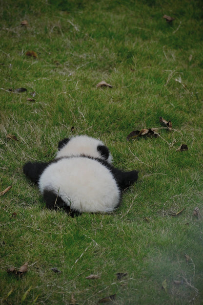 Chengdu+Qingcheng Mountain+Dujiangyan + Sanxingdui Museum 3 Days 2 Nights Private Tour