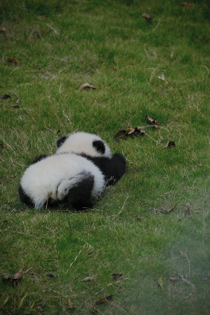 Chengdu+Qingcheng Mountain+Dujiangyan + Sanxingdui Museum 3 Days 2 Nights Private Tour