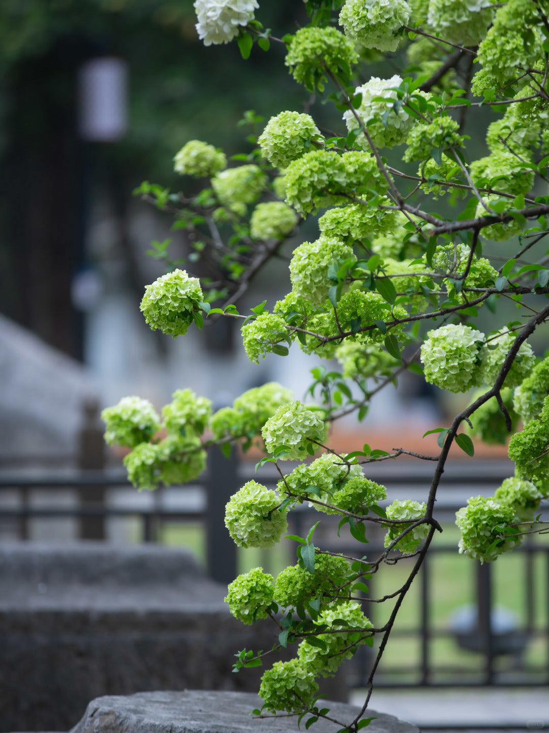 Nanjing+Yangzhou+Wuxi+Suzhou+Hangzhou+Wuzhen+Shanghai – 5 Days 4 Nights Group Tour 🧳